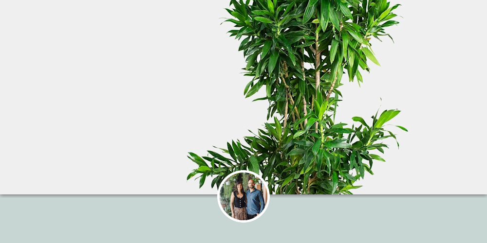 Kent 41 Large Planter by Greenery Unlimited at Greenery Unlimited