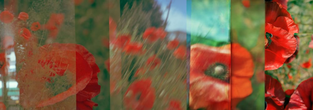 Poppies | Photography by Eric Farache Artist