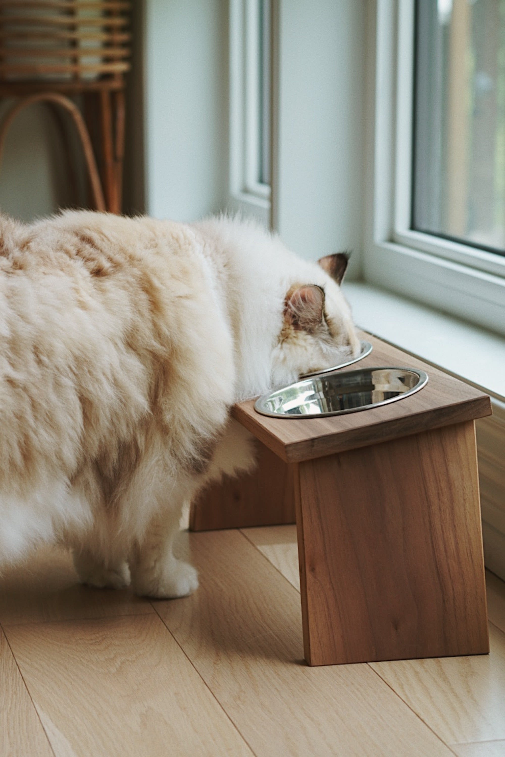 Cat shop feeding station