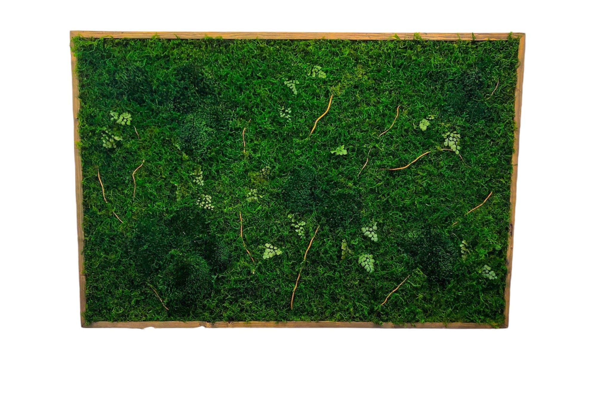Statement Wall Art, Green Moss Wall Art Real Large Plant by Sarah  Montgomery
