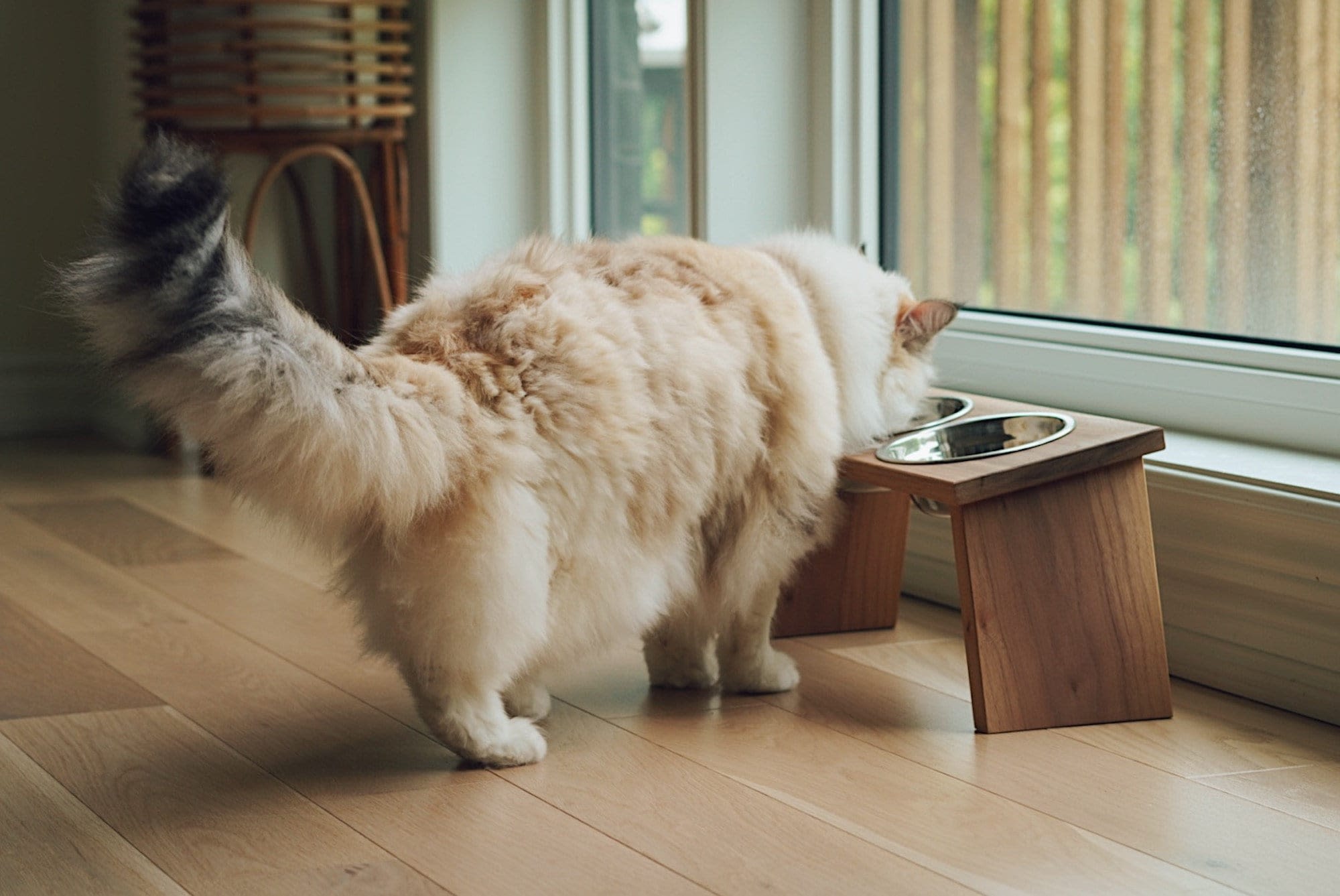 3 bowl 2024 cat feeding station