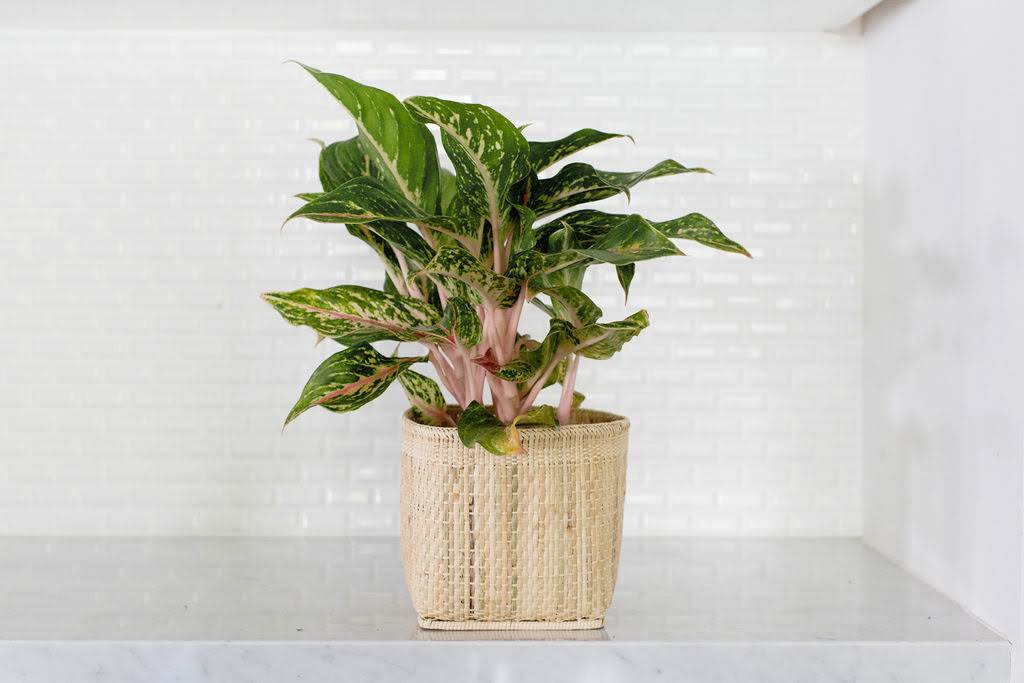 NEEPA HUT: Storage Rattan Planter Basket