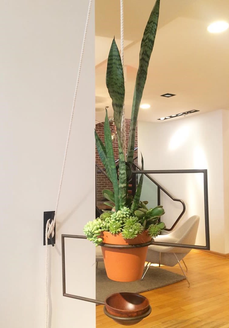 Large line plant wall mouth green plant 