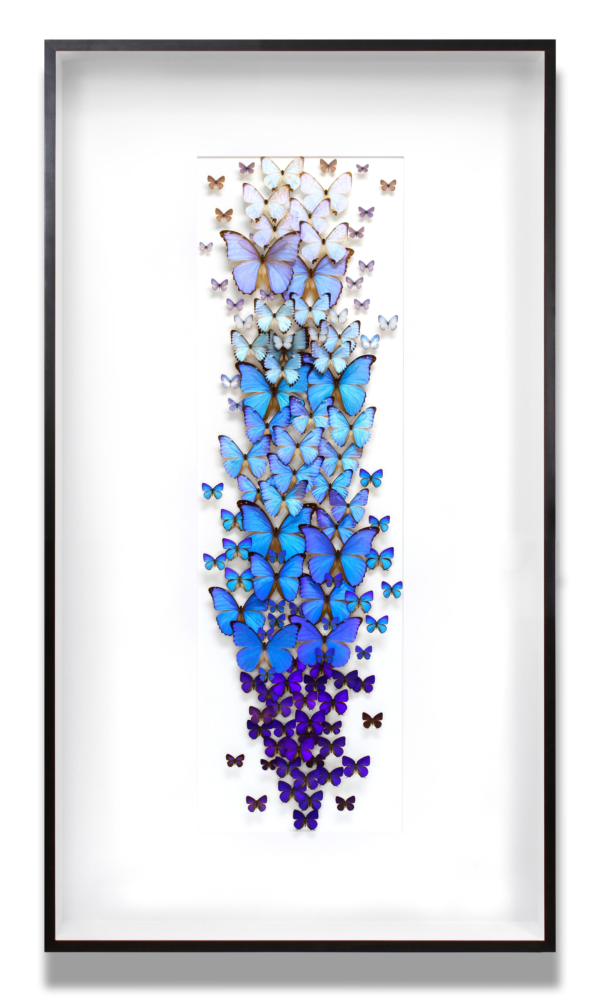 Blue fading butterfly wall decor