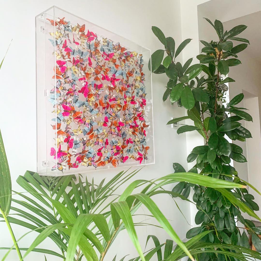 Hot pink butterflies in case walld decor