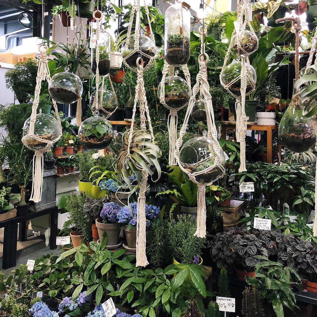 Macrame hanging plants in glass terrariums 