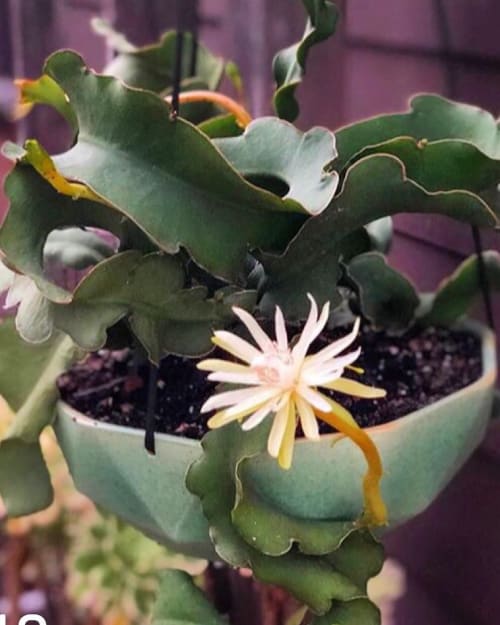 Geodesic Hanging Planter | Vases & Vessels by KL Studios