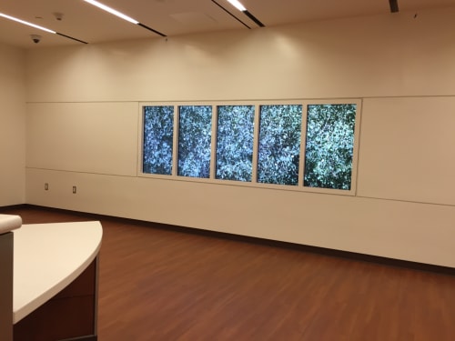 Quaking Aspens | Art & Wall Decor by Paul Kos | Zuckerberg San Francisco General Hospital and Trauma Center in San Francisco