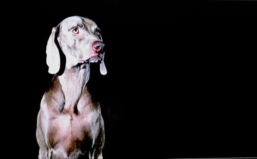 Dog Portrait | Sculptures by William Wegman | The ART, a Hotel in Denver