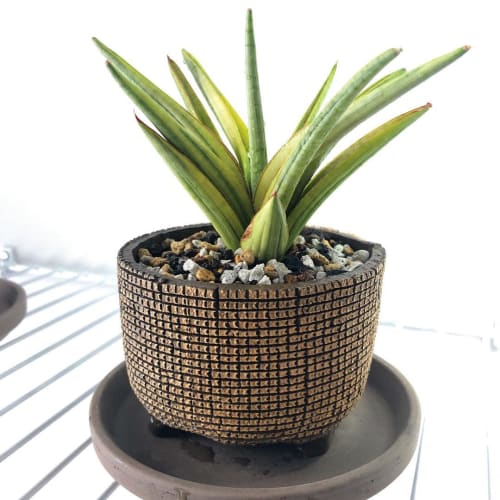 Pot planted with Sansevieria royal crown plan | Vases & Vessels by COM WORK STUDIO