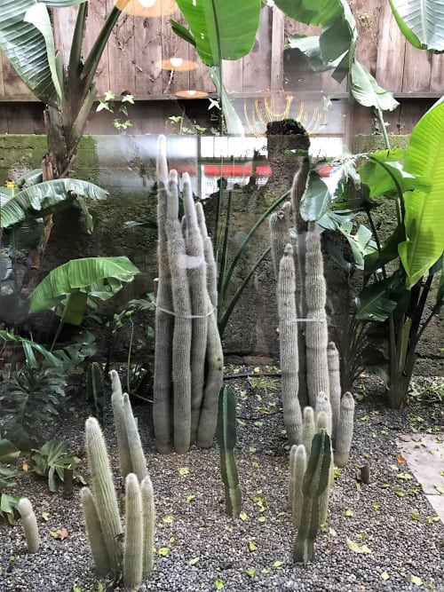 Cacti | Plants & Landscape by Flora Grubb Gardens | Ritual Roasters in San Francisco