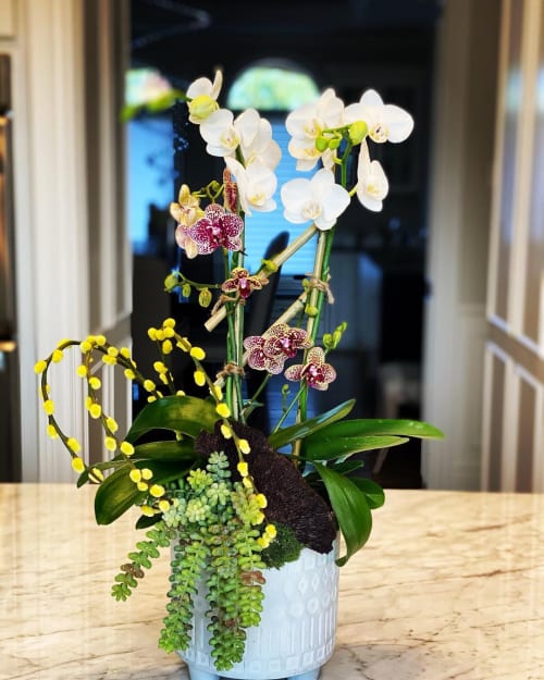 Orchid Arrangement | Floral Arrangements by Fleurina Designs