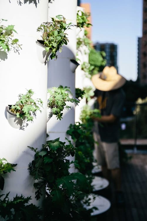 La Urban Farms Plants Flowers And Floral Garden Wescover