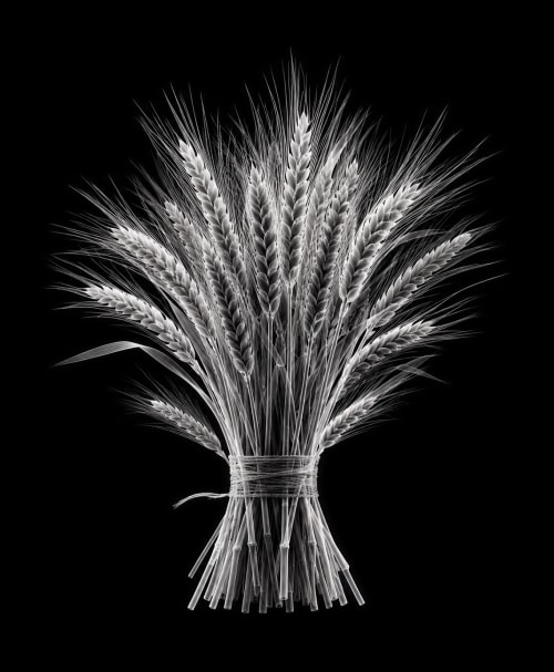 EXPOSED AUTUMN — WHEAT BUNDLE | Decorative Objects by Exposedart