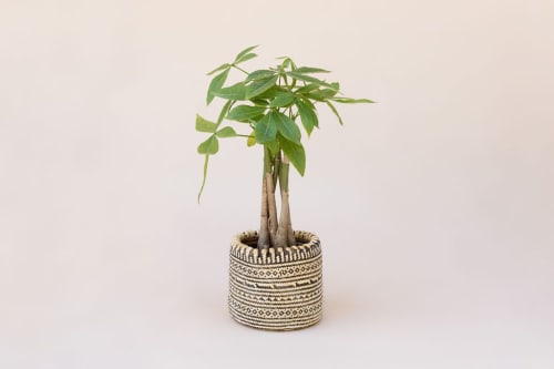 6" Braided Money Tree Plant + Planter Basket | Vases & Vessels by NEEPA HUT