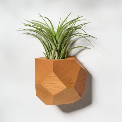 GEORGIA Cherry Air Plant Holder | Planter in Vases & Vessels by Untitled_Co