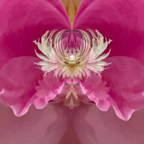 Steamy Peony - 7 Versions | Photography by Joanie Landau