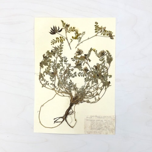 Vintage Pressed Botanical #10 | Pressing in Art & Wall Decor by Farmhaus + Co.