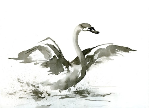 Cygnet | Prints by Brazen Edwards Artist