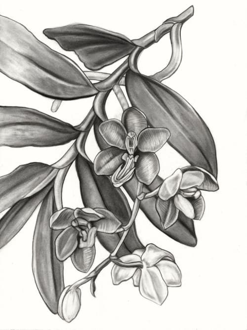 "Vanda Cathcarti Lindl" Print | Prints by Stevie Howell