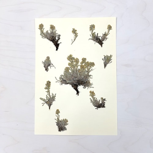 Vintage Pressed Botanical #35 | Pressing in Art & Wall Decor by Farmhaus + Co.