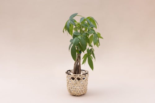 4" Braided Money Tree Plant + Bachao Planter Basket | Plants & Flowers by NEEPA HUT