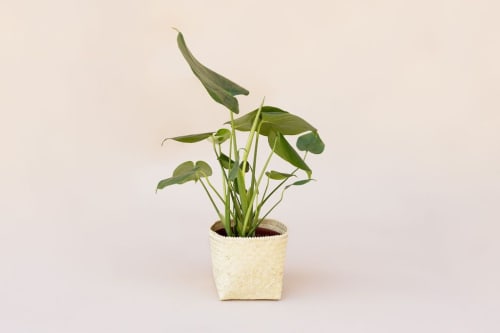 6" Monstera Split Leaf + Planter Basket | Vases & Vessels by NEEPA HUT