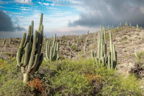 Cafayate Cactus, Salta Argentina Desert Landscape | Photography by Richard Silver Photo