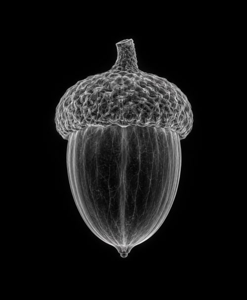 EXPOSED AUTUMN — ACORN | Decorative Objects by Exposedart