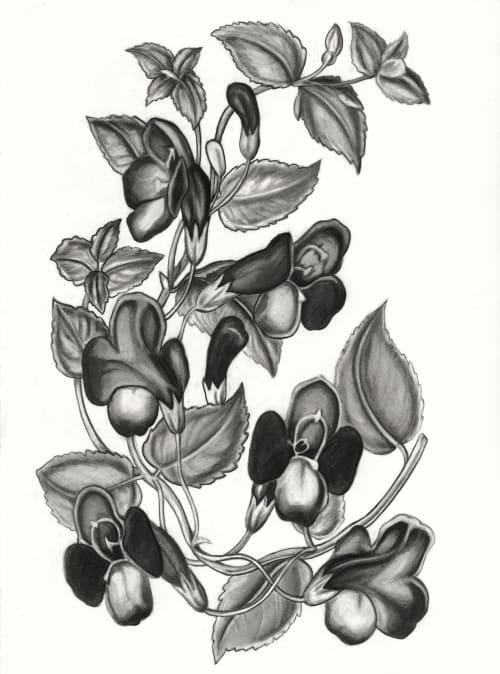 "Torenia Asiatica Pulcherrima" Print | Prints by Stevie Howell