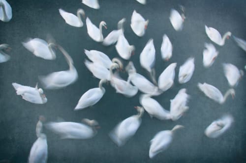 Les Cygnes | Photography by Louise O'Gorman