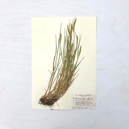 Vintage Pressed Botanical #21 | Pressing in Art & Wall Decor by Farmhaus + Co.