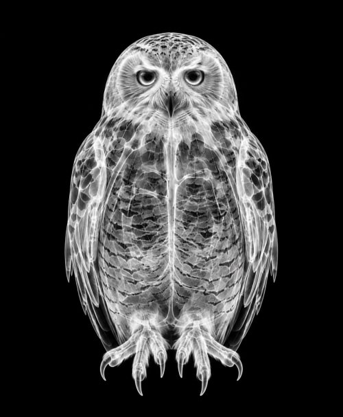 EXPOSED WINTER — SNOW OWL | Decorative Objects by Exposedart