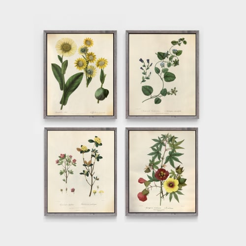 Farmhouse Botanical Print Set, Set of 4 botanical prints | Prints by Capricorn Press