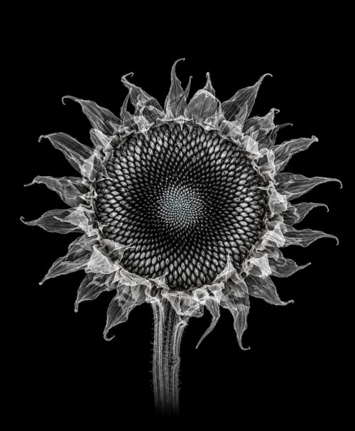 EXPOSED AUTUMN — DRIED SUNFLOWER | Decorative Objects by Exposedart