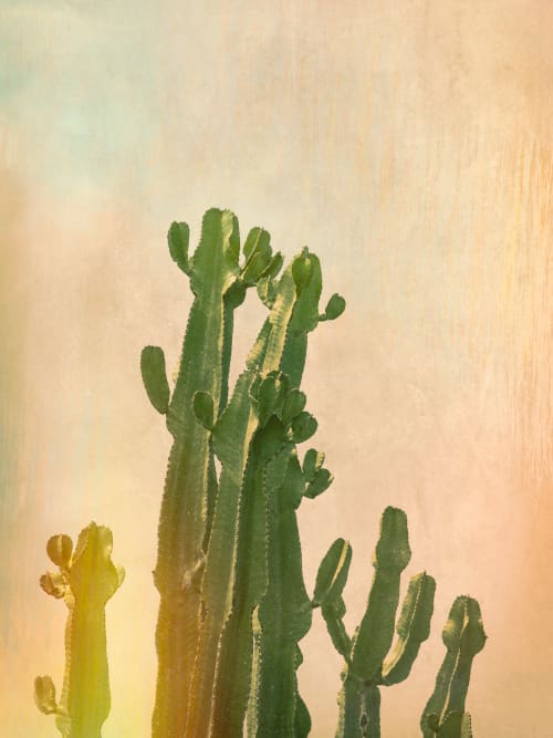 Cactus glow | Photography by Louise O'Gorman