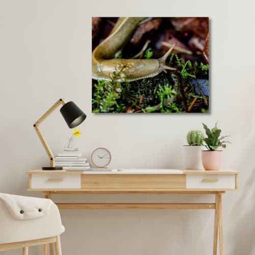 Photograph • Banana Slug, Forest, Insects, PNW, Macro | Photography by Honeycomb