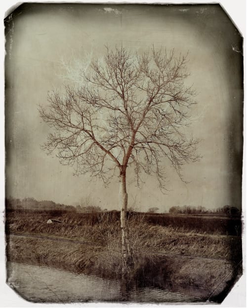 Winter Tree | Photography by Louise O'Gorman