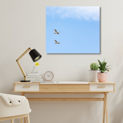 Photograph • Trumpeter Swans, PNW, Oregon, Bird Photography | Photography by Honeycomb