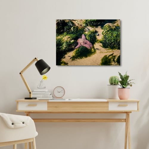 Photograph • Sea Star, Nature, Nautical, Oregon Coast | Photography by Honeycomb