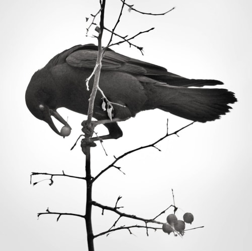 L. Blackwood - Crow with Berries | Photography by Farmhaus + Co.