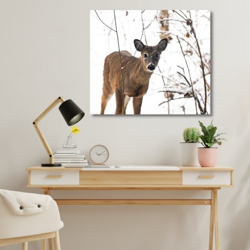 Photograph • Snowy Deer, Winter, Wildlife, Nature Photograph | Photography by Honeycomb