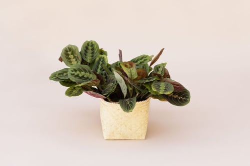 6" Maranta Prayer Plant + Basket | Planter in Vases & Vessels by NEEPA HUT