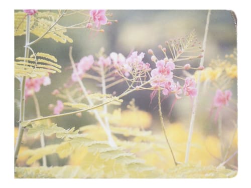 July | Photography by She Hit Pause