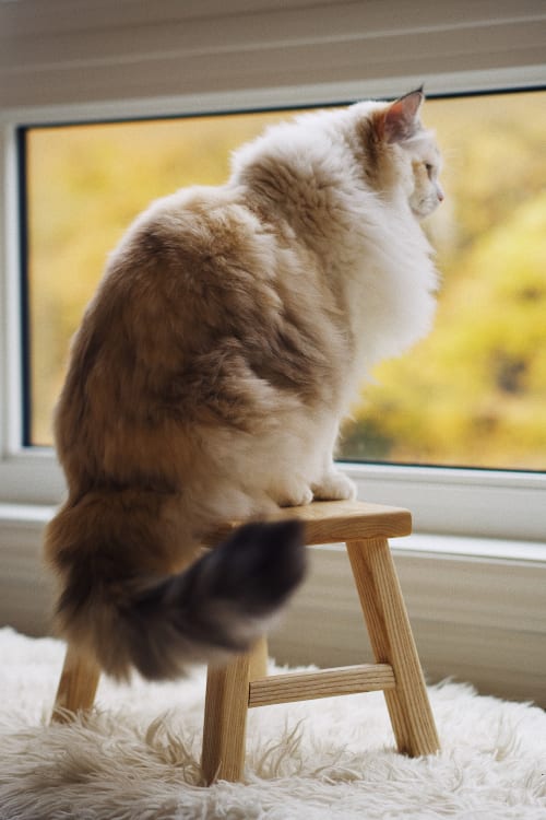 Little Stool | Chairs by ROOM-3