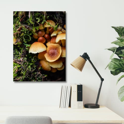 Photograph • Mushrooms, Fungi, PNW, Oregon, Macro | Photography by Honeycomb