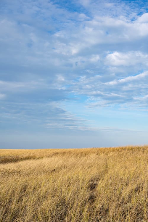 Dunes of Gold (vertical) | Prints by Neon Dunes by Lily Keller