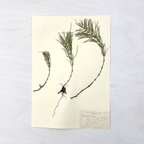 Vintage Pressed Botanical #9 | Decorative Objects by Farmhaus + Co.