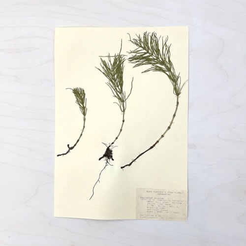 Vintage Pressed Botanical #9 | Ornament in Decorative Objects by Farmhaus + Co.