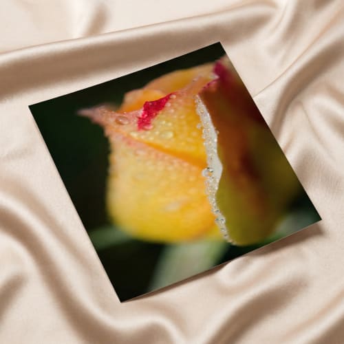 Floral Wall Art: Dew on Yellow Rose Botanical Nature Photo | Photography by PIPA Designs
